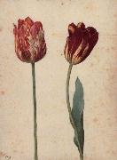 Georg Flegel Two Tulips USA oil painting artist